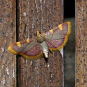 Hypsopygia costalis (Fabricius, 1775) - Pyrale du Fourrage