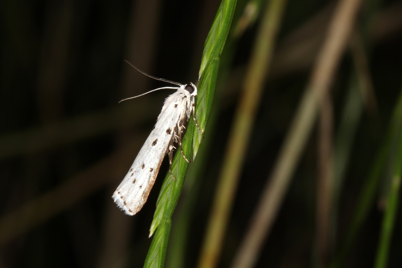 Myelois circumvoluta (Geoffroy, 1785) - Myélophile tamis, Phycide des Chardons 