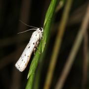 Myelois circumvoluta (Geoffroy, 1785) - Myélophile tamis, Phycide des Chardons 