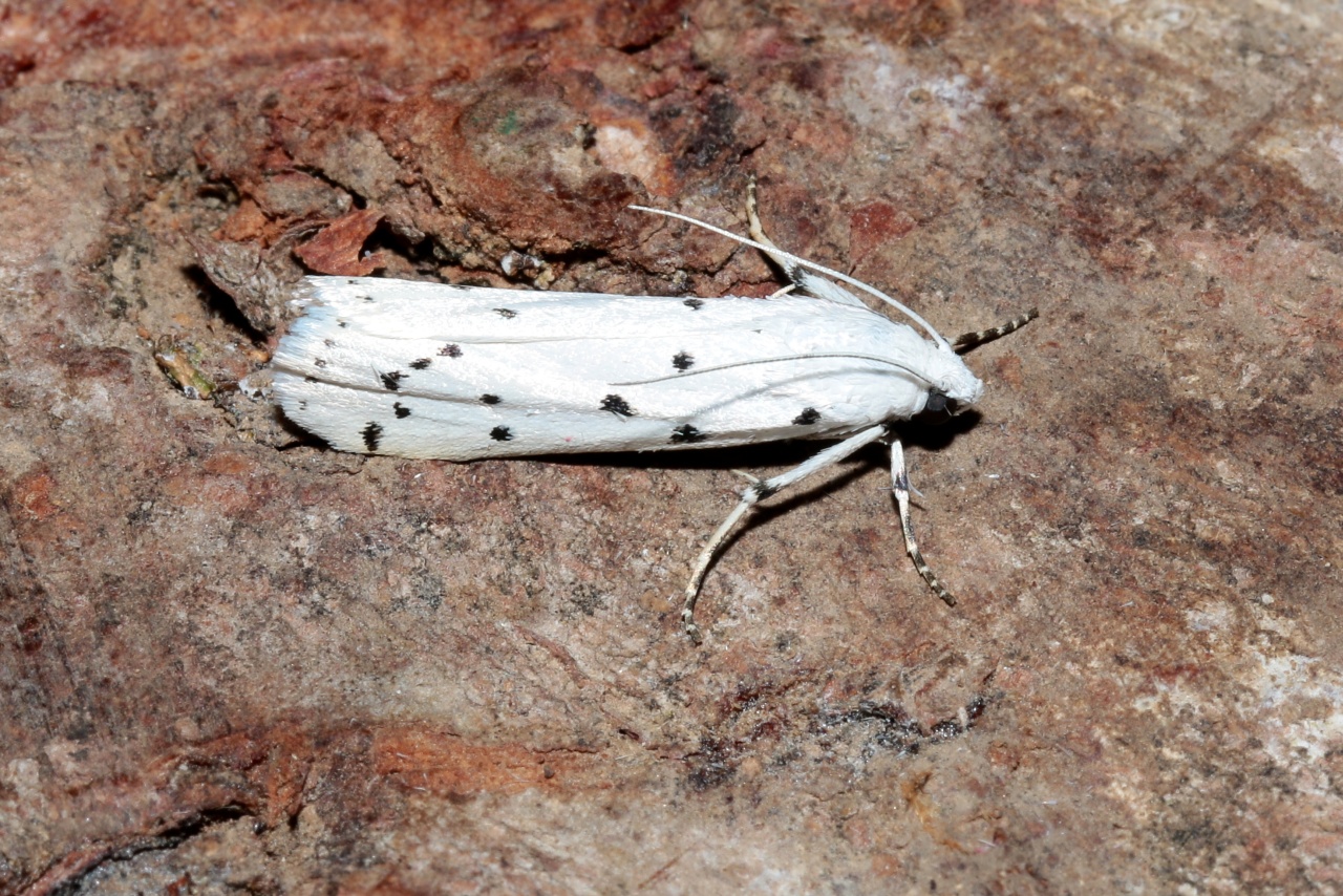 Myelois circumvoluta (Geoffroy, 1785) - Myélophile tamis, Phycide des Chardons 