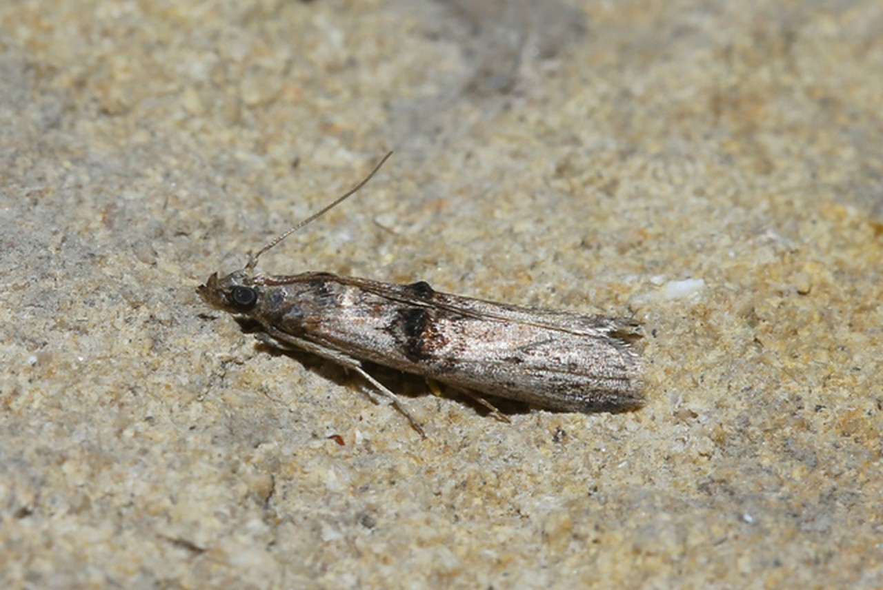 Nephopterix angustella (Hübner, 1796) - Phycide du Fusain