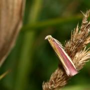 Oncocera semirubella (Scopoli, 1763) - Phycide incarnat