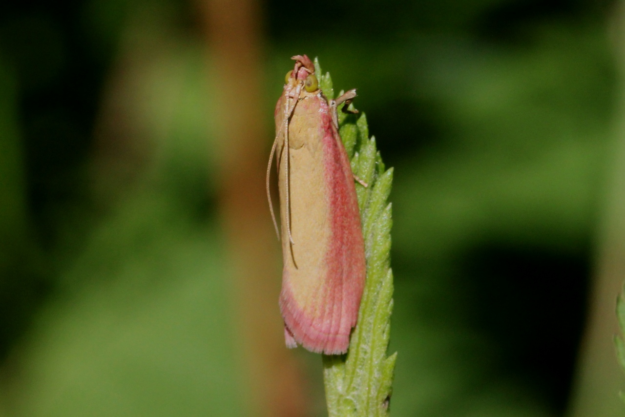 Oncocera semirubella (Scopoli, 1763) - Phycide incarnat