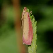 Oncocera semirubella (Scopoli, 1763) - Phycide incarnat