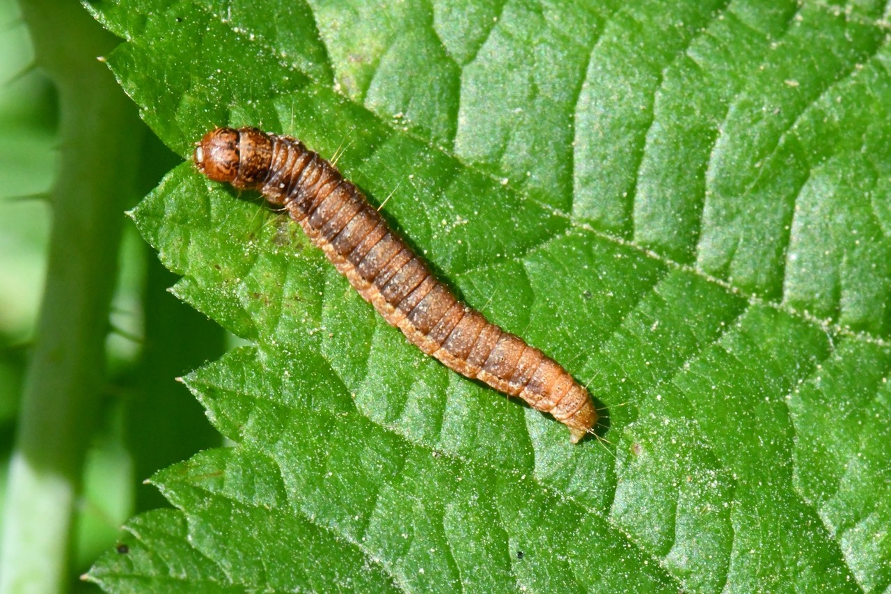 Phycita roborella (Denis & Schiffermüller, 1775) - Phycide du Rouvre (chenille)