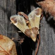 Pyralis farinalis (Linnaeus, 1758) - Pyrale de la farine