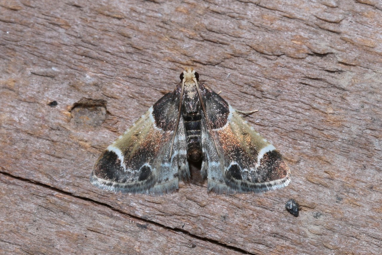 Pyralis farinalis (Linnaeus, 1758) - Pyrale de la farine