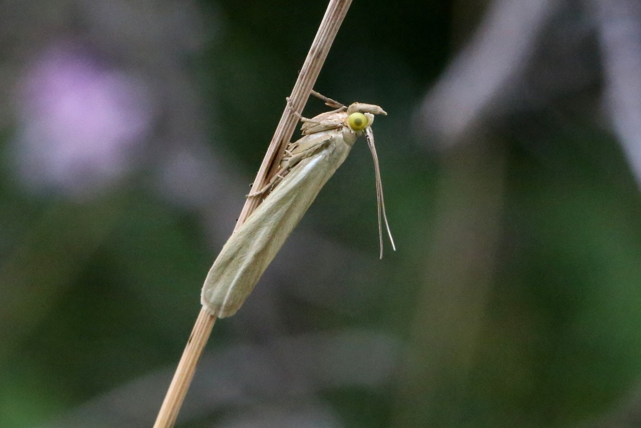 Selagia argyrella (Denis & Schiffermüller, 1775) - Phycide marcassite 