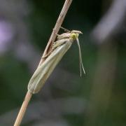 Selagia argyrella (Denis & Schiffermüller, 1775) - Phycide marcassite 