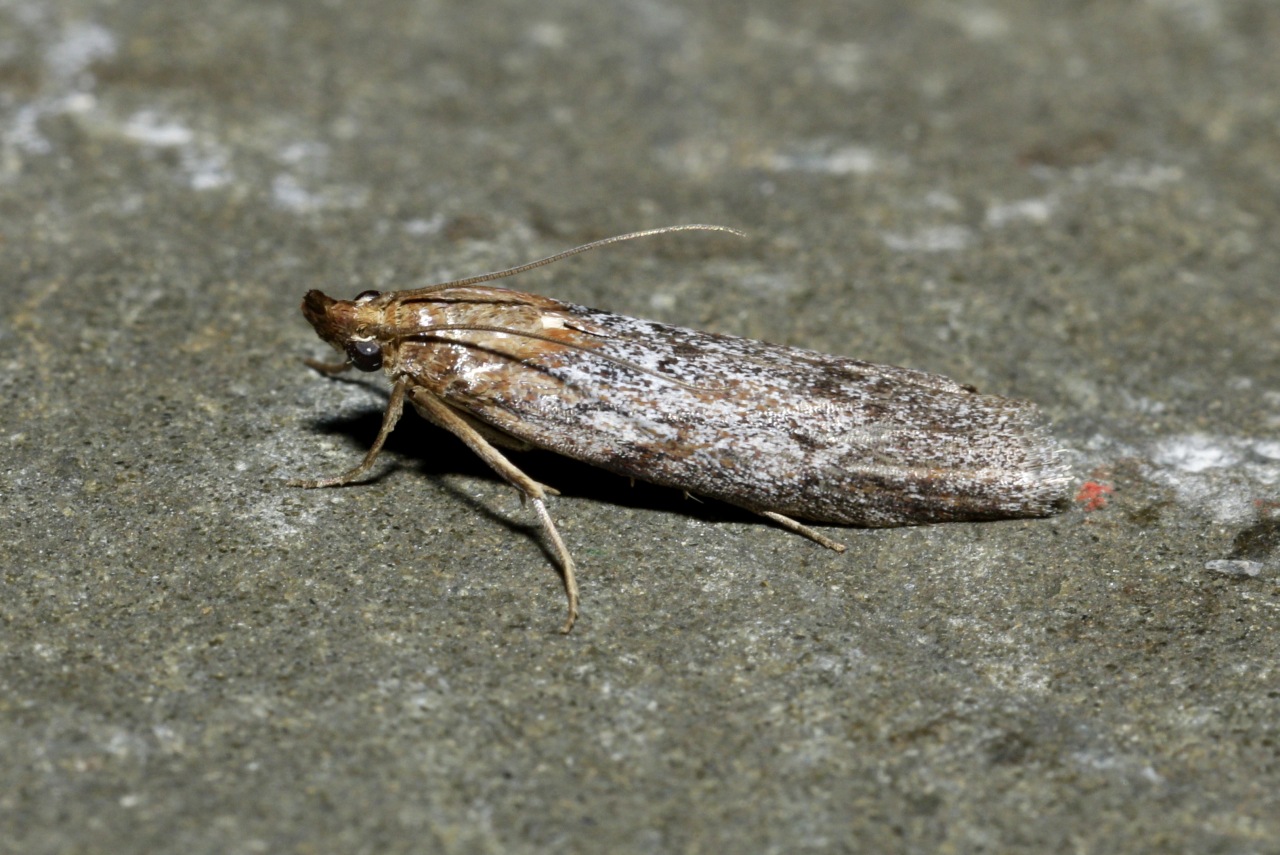 Selagia spadicella (Hübner, 1796) - Phycide violette