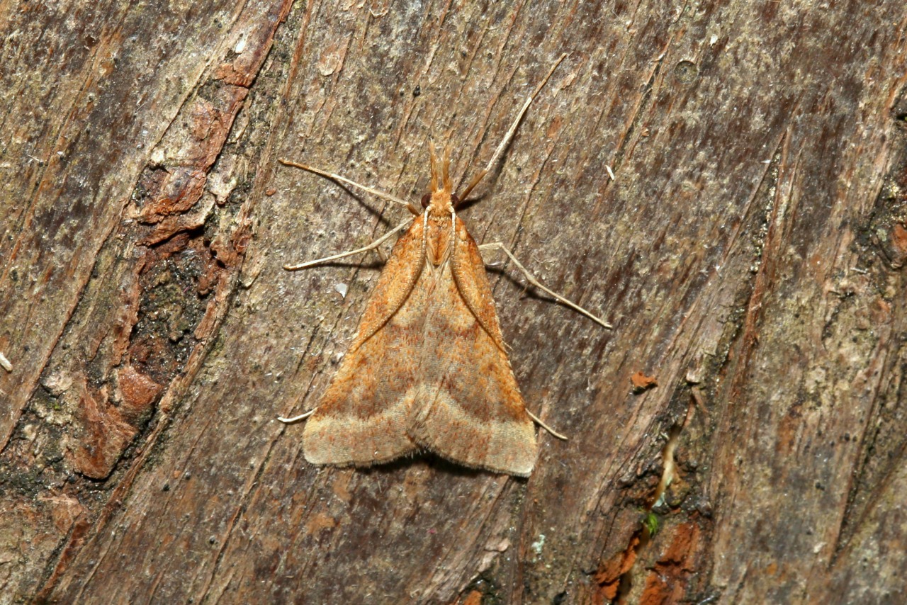 Synaphe punctalis (Fabricius, 1775) - Clédéobie étroite