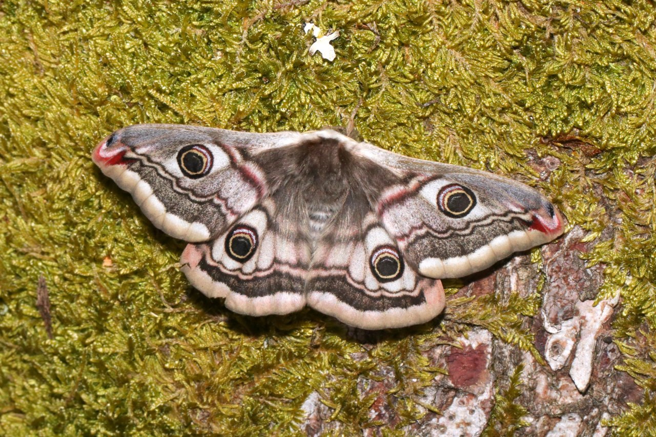 Saturnia pavonia (Linnaeus, 1758) - Petit Paon de nuit (femelle)