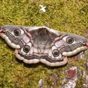 Saturnia pavonia (Linnaeus, 1758) - Petit Paon de nuit (femelle)