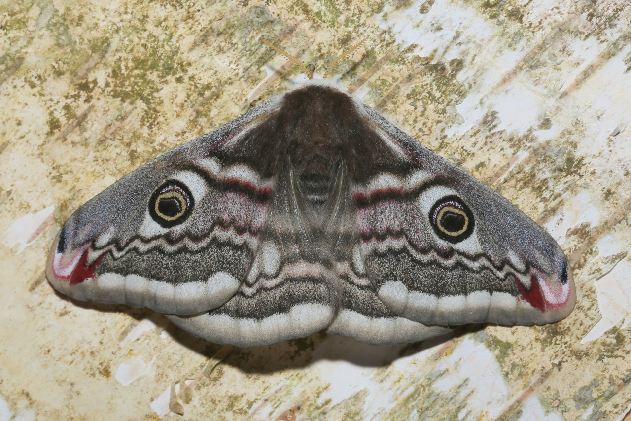 Saturnia pavonia (Linnaeus, 1758) - Petit Paon de nuit (femelle)