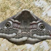 Saturnia pavonia (Linnaeus, 1758) - Petit Paon de nuit (femelle)