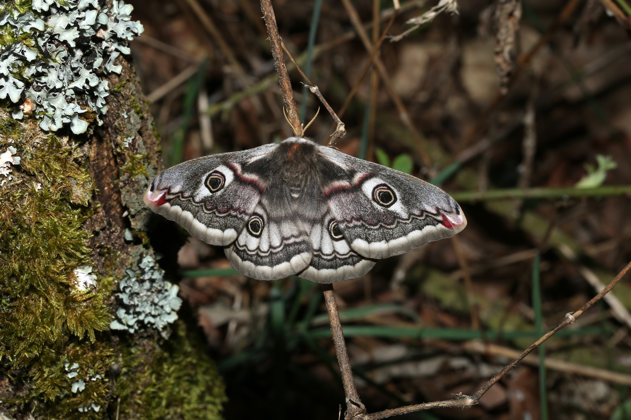 Saturnia pavonia (Linnaeus, 1758) - Petit Paon de nuit (femelle)