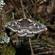 Saturnia pavonia (Linnaeus, 1758) - Petit Paon de nuit (femelle)