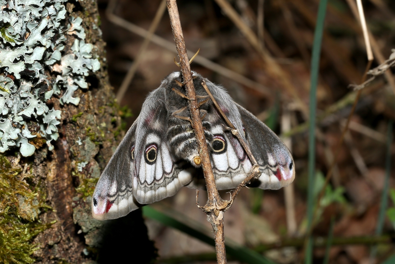 Saturnia pavonia (Linnaeus, 1758) - Petit Paon de nuit (femelle)