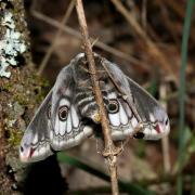 Saturnia pavonia (Linnaeus, 1758) - Petit Paon de nuit (femelle)