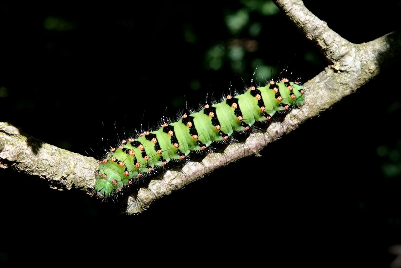 Saturnia pavonia (Linnaeus, 1758) - Petit Paon de nuit (chenille stade 5)