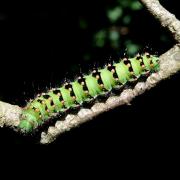 Saturnia pavonia (Linnaeus, 1758) - Petit Paon de nuit (chenille stade 5)