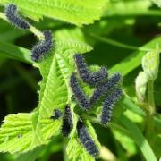 Saturnia pavonia (Linnaeus, 1758) - Petit Paon de nuit (chenilles stade 2)