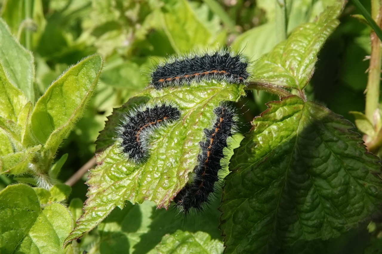 Saturnia pavonia (Linnaeus, 1758) - Petit Paon de nuit (chenilles stade 2)