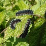 Saturnia pavonia (Linnaeus, 1758) - Petit Paon de nuit (chenilles stade 2)