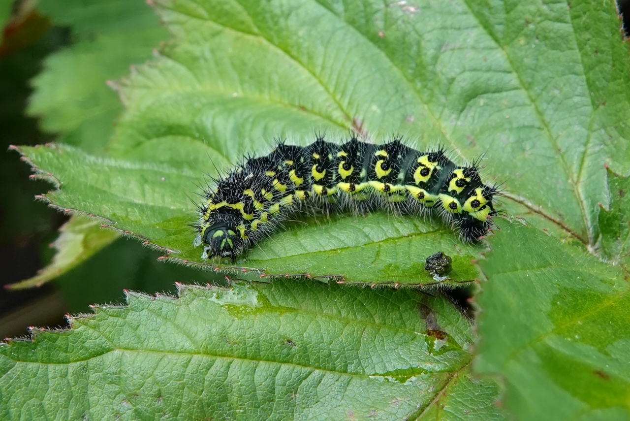 Saturnia pavonia (Linnaeus, 1758) - Petit Paon de nuit (chenille stade 3)