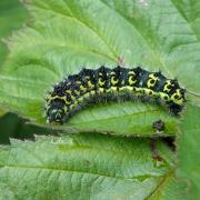 Saturnia pavonia (Linnaeus, 1758) - Petit Paon de nuit (chenille stade 3)