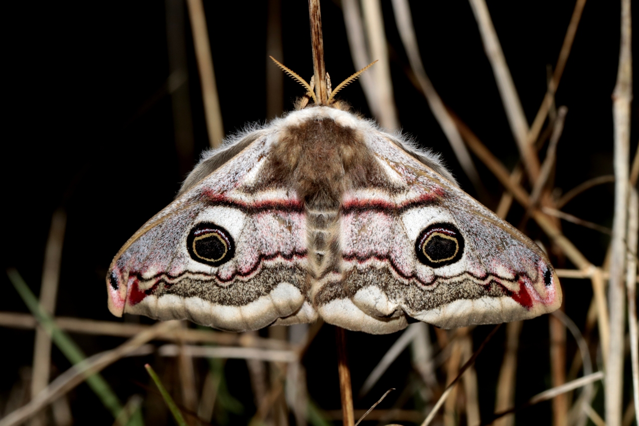 Saturnia pavonia (Linnaeus, 1758) - Petit Paon de nuit (femelle)