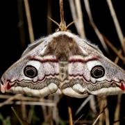 Saturnia pavonia (Linnaeus, 1758) - Petit Paon de nuit (femelle)