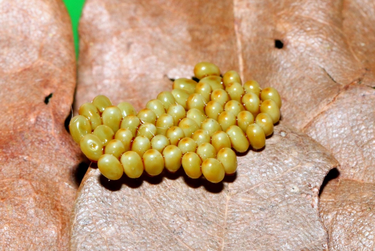 Saturnia pavonia (Linnaeus, 1758) - Petit Paon de nuit (oeufs)