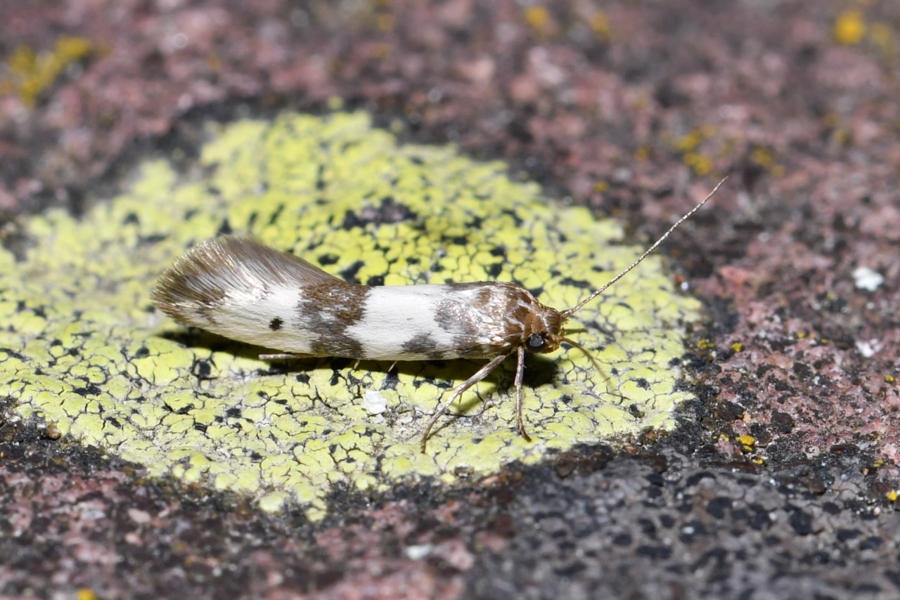 Enolmis acanthella (Godart, 1824)