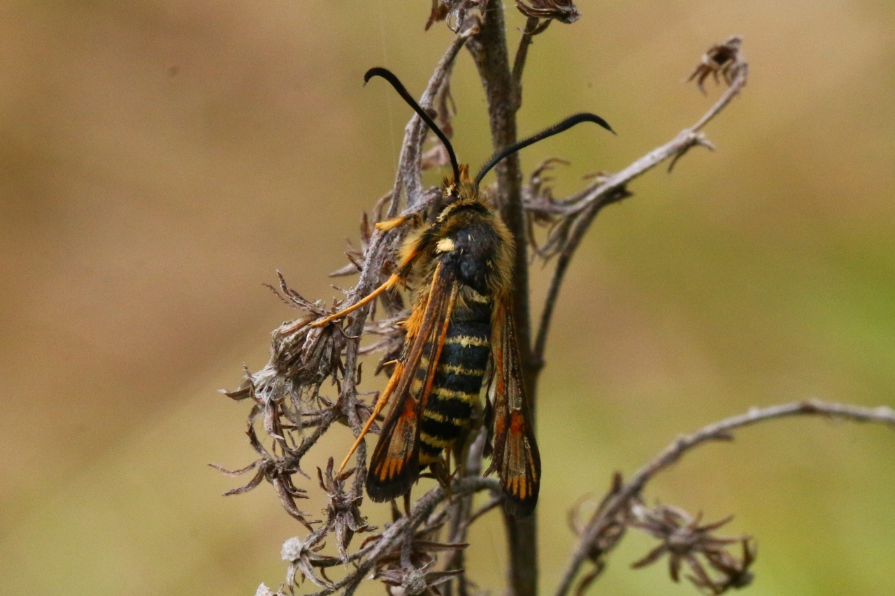 Bembecia ichneumoniformis (Denis & Schiffermüller, 1775) - Sésie ichneumon