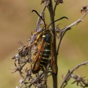 Bembecia ichneumoniformis (Denis & Schiffermüller, 1775) - Sésie ichneumon