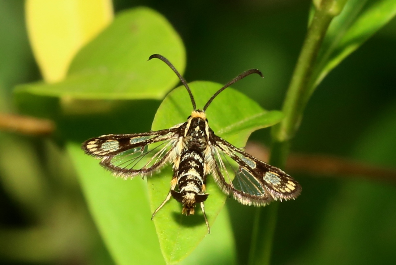 Chamaesphecia empiformis (Esper, 1783) - Sésie empiforme