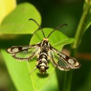 Chamaesphecia empiformis (Esper, 1783) - Sésie empiforme