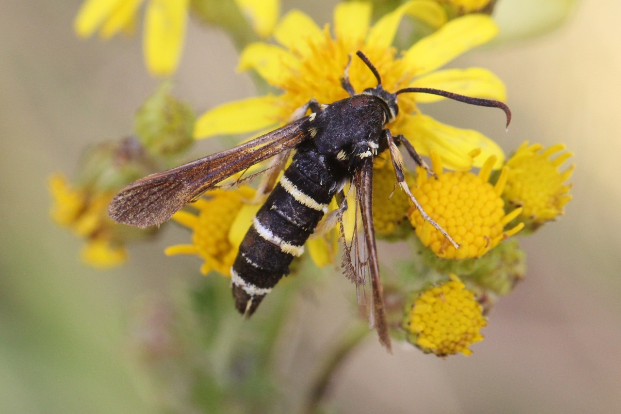 Paranthrene tabaniformis (Rottemburg, 1775) - Petite Sésie du Peuplier (femelle)