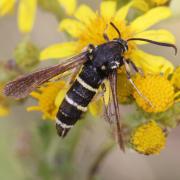 Paranthrene tabaniformis (Rottemburg, 1775) - Petite Sésie du Peuplier (femelle)