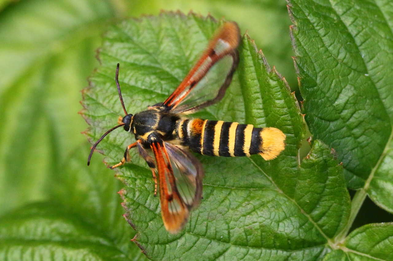 Pennisetia hylaeiformis (Laspeyres, 1801) - Sésie du Framboisier (femelle)