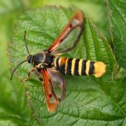 Pennisetia hylaeiformis (Laspeyres, 1801) - Sésie du Framboisier (femelle)