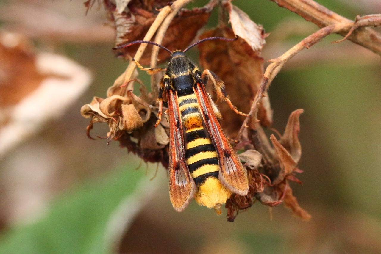 Pennisetia hylaeiformis (Laspeyres, 1801) - Sésie du Framboisier (femelle)