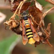 Pennisetia hylaeiformis (Laspeyres, 1801) - Sésie du Framboisier (femelle)