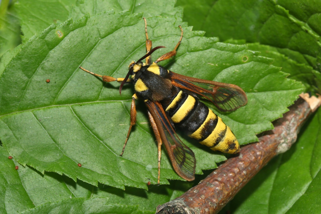 Sesia apiformis (Clerck, 1759) - Sésie apiforme, Sésie du Peuplier