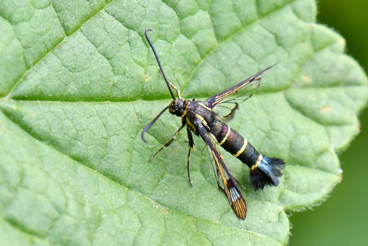 Synanthedon tipuliformis (Clerck, 1759) - Sésie du Groseillier (femelle)