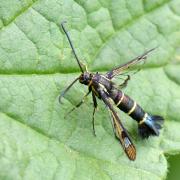 Synanthedon tipuliformis (Clerck, 1759) - Sésie du Groseillier (femelle)