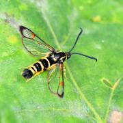 Synanthedon vespiformis (Linnaeus, 1760) - Sésie vespiforme (mâle)