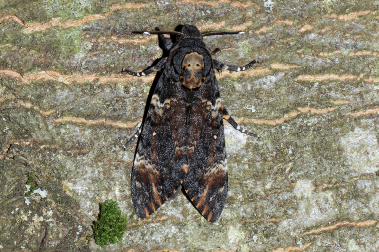 Acherontia atropos (Linnaeus, 1758) - Sphinx Tête-de-Mort