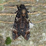 Acherontia atropos (Linnaeus, 1758) - Sphinx Tête-de-Mort